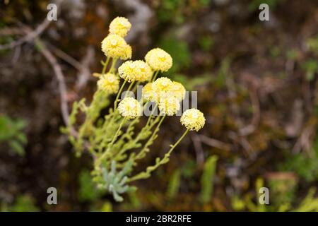 Nahaufnahme von Santolina Hybride. Ein immergrüner Strauch mit winzigen, gelben Blütenköpfen und langem, schlanken Stiel. Unscharfer, neutraler Hintergrund. Stockfoto