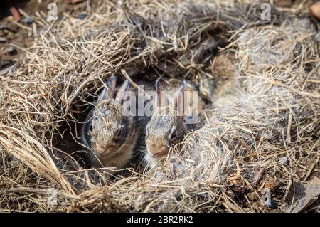 Wenige Wochen alten Baby Kaninchen in ihrem Nest in einem Gemüsegarten gefunden Stockfoto