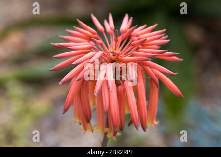 Nahaufnahme / Makro eines Aloe maculata Blütenkopfes. Auch bekannt als Aloe Saponaria, Seife Aloe oder Zebra Aloe. Der Blütenkopf besteht aus langen, dünnen Blütenblättern Stockfoto