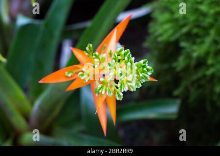 Nahaufnahme der gewöhnlichen Blanketblume. Genauer gesagt eine Gaillardia Aristata Arizona Apricot. Runde Blume mit roten, gelben und orangefarbenen Blütenblättern. Stockfoto