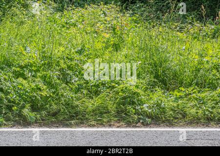 Masse von Unkraut am Straßenrand verschlingt den Grasrand einer ländlichen Landstraße in der Sonne. Metapher überwuchert, überschwemmt, Unkraut, umgeben von allen Seiten Stockfoto