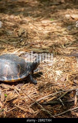 In der Nähe von einem Fluss cooter Schildkröte (Pseudemys sp.) Stockfoto