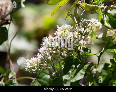 Potter Wasp (Eumenes fraternus) auf eine schöne, gelbe Blume in einem Feld Stockfoto