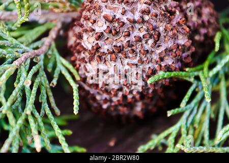 Nahaufnahme von Juniper Hawthorn Rost auf Zeder. Stockfoto