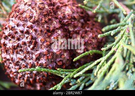 Nahaufnahme von Juniper Hawthorn Rost auf Zeder. Stockfoto