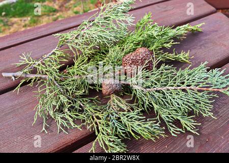 Ein Gall von Juniper Hawthorn Rost auf einem Zweig von Juniper. Stockfoto