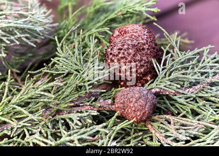 Ein Gall von Juniper Hawthorn Rost auf einem Zweig von Juniper. Stockfoto