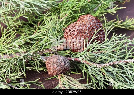 Ein Gall von Juniper Hawthorn Rost auf einem Zweig von Juniper. Stockfoto