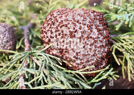 Nahaufnahme von Juniper Hawthorn Rost auf Zeder. Stockfoto