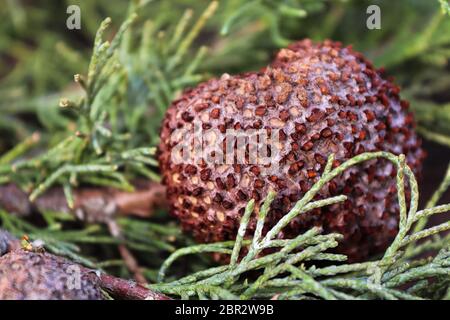 Ein Gall von Juniper Hawthorn Rost auf einem Zweig von Juniper. Stockfoto