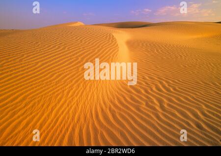 Wellen im Sand, Thar Wüste, Rajasthan, Indien Stockfoto