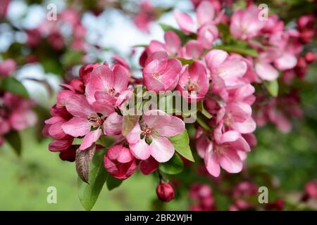 Zweig voller Blüte mit rosa Blütenblätter in selektiven Fokus auf einem Malus indische Magie crab apple tree Stockfoto