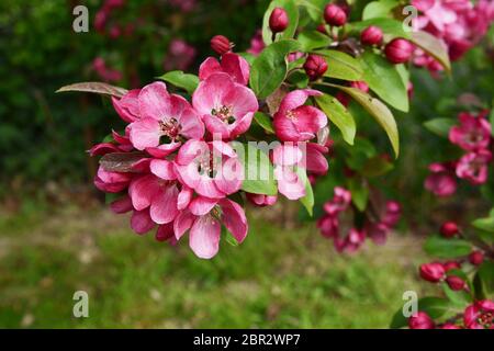 Schön tief rosa Blüte und frische grüne Blätter auf einem Malus indische Magie crab apple tree branch Stockfoto