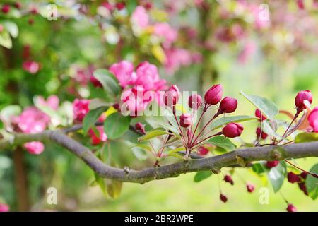 Spray von Pink Blossom buds auf dem Zweig eines Malus indische Magie crab apple tree, gegen eine dappled rosa und grünen Hintergrund Stockfoto