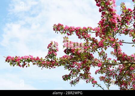 Zweige eines Crab Apple Tree in reichlich tief rosa Blüte Criss-cross gegen ein bewölkter Himmel Stockfoto