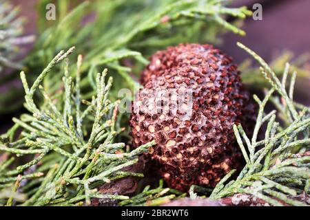 Ein Gall von Juniper Hawthorn Rost auf einem Zweig von Juniper. Stockfoto