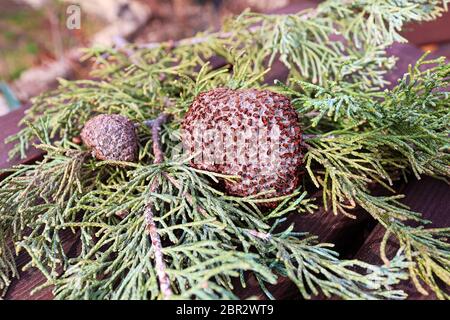 Ein Gall von Juniper Hawthorn Rost auf einem Zweig von Juniper. Stockfoto