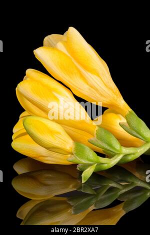 Blumen von schönen gelben Freesien isoliert auf schwarzem Hintergrund, Reflexion Stockfoto