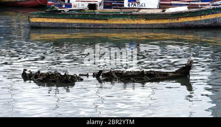 Wrack im Fischerhafen von Panama City, Panama mit Vögeln an der Spitze. Stockfoto