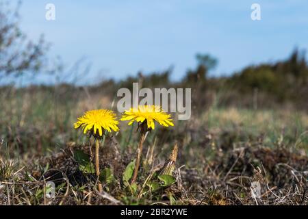 Sonnenbeschienenen gelben Löwenzahn Blüten schließen sich in der Frühjahrssaison Stockfoto