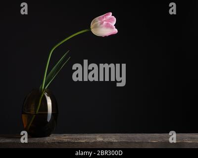 Eine schöne single Tulip auf einem rustikalen Holztisch mit Platz für Text Stockfoto