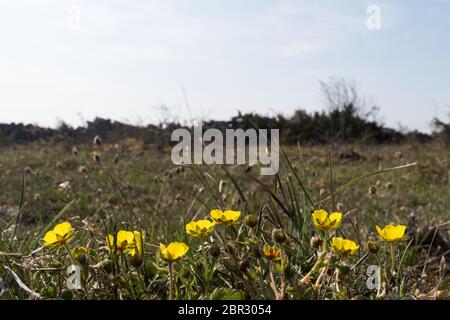 Hoary Rock-Rose in einem niedrigen Winkel von der Insel Oland in Schweden Stockfoto