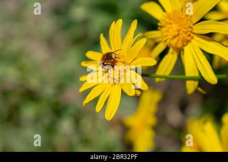 Eine Biene, die am sonnigen Frühlingstag auf einem gelben Gänseblümchen ruht, nimmt Nektar auf, um süßen Honig zu produzieren. Stockfoto