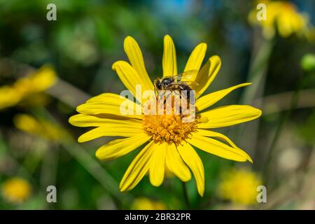 Eine Biene mit ihren Beinen voller Pollen, die am sonnigen Frühlingstag auf einem gelben Gänseblümchen ruht, nimmt Nektar auf, um süßen Honig zu produzieren. Stockfoto