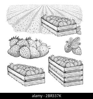 Großes Set. Erdbeerbeeren in Holzkiste auf dem Feld, Holzkisten mit Beere. Vektorgrafik im Skizzenstil isoliert auf einem weißen. Stock Vektor