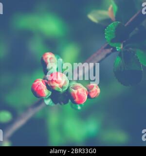 Frühling blumig verschwommen Hintergrund mit roten Knospen von japanischen Quince Nahaufnahme vor dunklem Grün. Selektiver Soft-Fokus im Vordergrund, Platz für den Kopiervorgang. Stockfoto