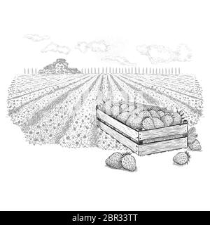 Erdbeerbeeren in Holzkiste neben Feld und einem Bauernhof am Horizont.Vektorgrafik im Skizzenstil auf weißem Hintergrund. Stock Vektor