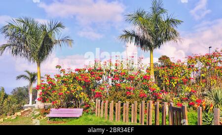 Ein helles Rosa Holzbank mitten in einem Park auf Teneriffa im Norden, zwei große Palmen und einem großen Busch mit Weihnachtsstern rot und verschiedenen Flow Stockfoto