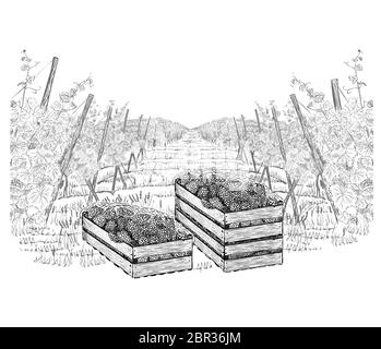 Landschaft von Weinberg mit Trauben in drei Holzkisten auf Plantagen. Vektorgrafik im Skizzenstil isoliert auf einem weißen. Stock Vektor