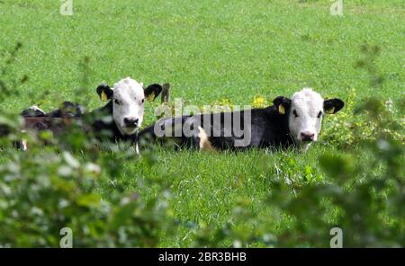 Dromore, County Down, Nordirland. 20 Mai 2020. UK Wetter - ein warmer Tag mit Sonnennyperioden und einer leichten Brise, bevor starker Wind und etwas Regen am Wochenende eintreffen. Zwei schwarz-weiße Kühe liegen an einem warmen, sonnigen Frühlingstag auf einem Feld. Kredit: CAZIMB/Alamy Live News. Stockfoto