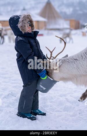 Süße kleine Jungen in einem warmen Winter Jacke Fütterung Rentiere im Winter, Tromso region, Nördliches Norwegen Stockfoto