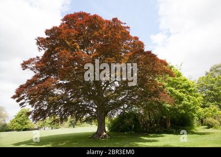 Ein europäischer Buchenbaum, botanischer Name Fagus sylvatica Stockfoto