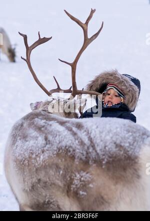 Süße kleine Jungen in einem warmen Winter Jacke Fütterung Rentiere im Winter, Tromso region, Nördliches Norwegen Stockfoto