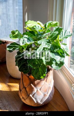Geige Blatt Feigenbaum in Artischocke Pflanzer Stockfoto