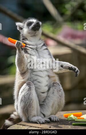 Schwarze und weiße Madagaskar Lemur sitzen auf einem Baum in seinem Käfig im Zoo anmelden und essen Karotten Stockfoto