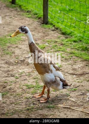 Hohe Ente waten ihr Gehäuse auf einer Farm in England ine Stockfoto