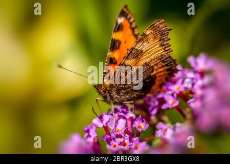 Florfliege Schmetterling auf Lila Blume in einem botanischen Garten Stockfoto