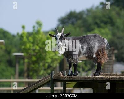 Schwarze Ziege stehend auf einer hölzernen Plattform in ein Gehäuse auf dem Bauernhof in England Stockfoto