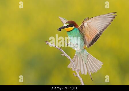 Europäischer Bienenfresser, merops apiaster, landet auf einem Zweig mit Biene im Schnabel. Bunte Vogel fliegen mit eingeketteten Insekten. Wildlife Landschaft mit verschwommenem Yello Stockfoto
