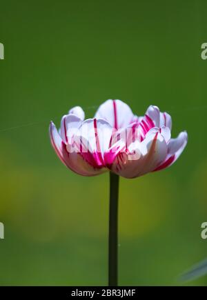 Blühende Tulpe mit weißen Blütenblättern mit violetten Streifen Stockfoto