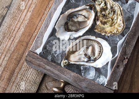 Rohe Austern in der Holzbox Stockfoto