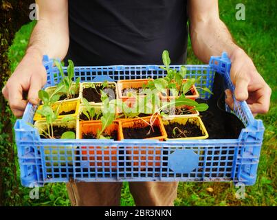 Bauer hält eine Kiste voller kleiner grüner Salatsprossen Stockfoto