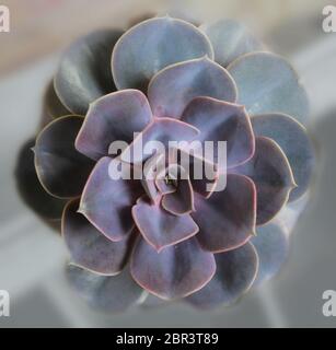 Echeveria Perle von Nürnberg. Saftige Hintergrund. Berg Gärten Stockfoto