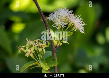 Alabama Schneekränze (Neviusia alabamensis) kleiner Strauch, der im Südosten der USA beheimatet ist, Nahaufnahme von weißen Blüten im Frühjahr Stockfoto