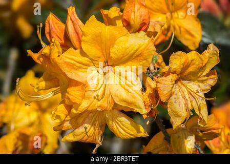 Rhododendron Klondike Sorte (Azalea mollis), Rhododendron-Arten, die in China und Japan beheimatet sind, Nahaufnahme von Orangenblüten im Frühjahr Stockfoto