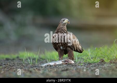 Juvenile Seeadler, Haliaeetus albicilla, Fisch zu essen, an einem Flussufer. Wild Greifvogel im natürlichen Umfeld der Auwald in Europa Stockfoto